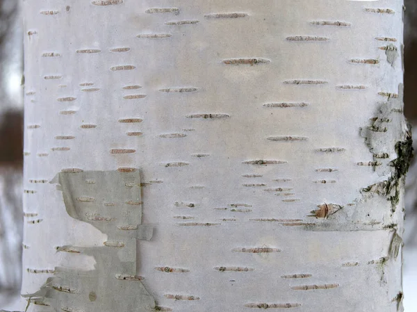 Birch Bark Natural Birch Bark Pattern — Stock Photo, Image