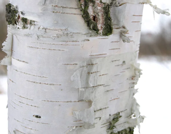 Bouleau Écorce Blanche Motif Écorce Bouleau Naturel — Photo