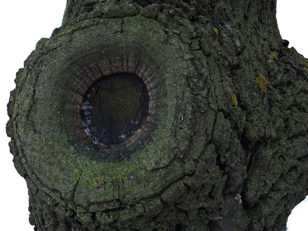 Closed Cut Bitch Oak Tree Beautiful Hollow — Stock Fotó