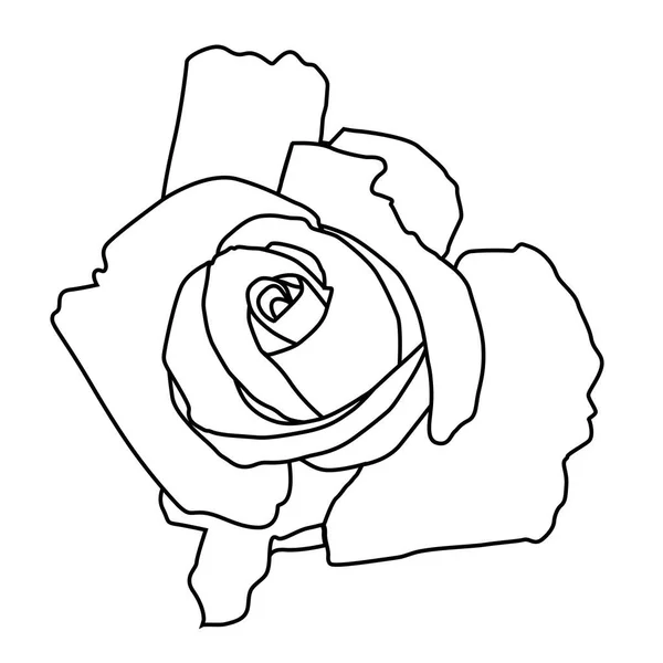 开放的玫瑰 彩绘的等高线画 标志或图标 — 图库矢量图片