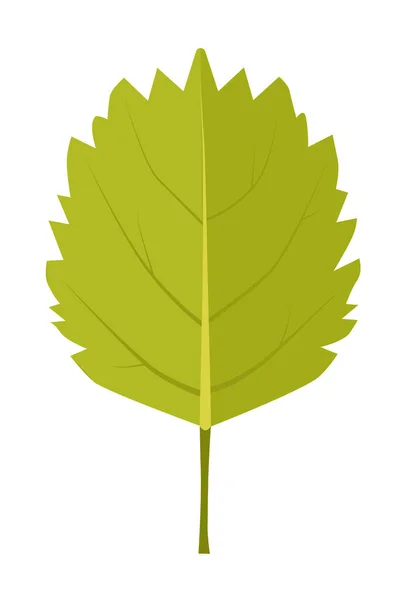 Hoja Verde Del Abedul Baja Cuclillas Betula Humilis — Vector de stock