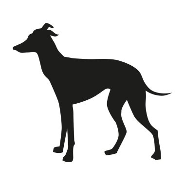 Ayakta duran bir köpeğin İtalyan tazı silueti