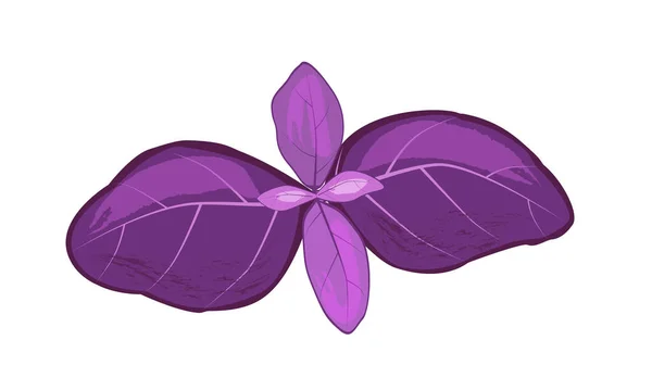 Фіолетовий Базилік Спеція Кухні Фіолетове Листя — стоковий вектор