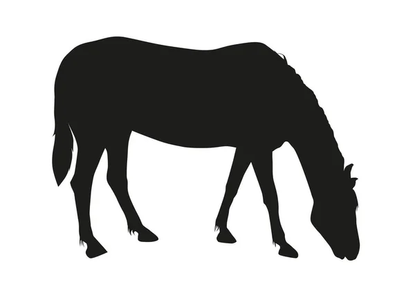 Black Silhouette Grazing Horse Animal Horse Eats Grass — Stock Vector