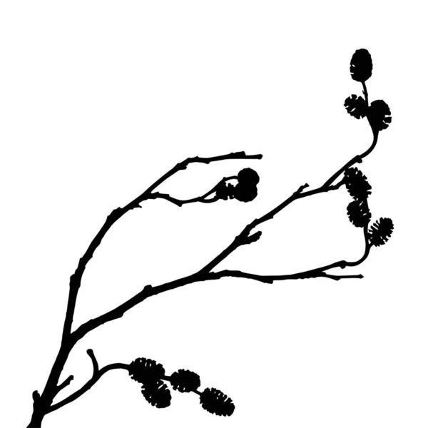 冷杉树枝的轮廓 — 图库矢量图片