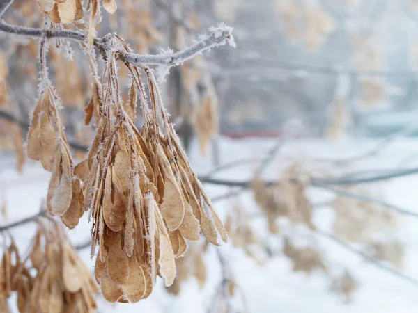 American Maple Seeds Blue Foggy Weather Maple Seeds Blurred Text — Stock Photo, Image