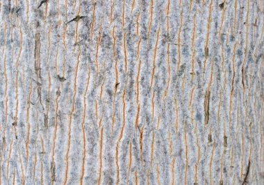 Aspen ağacının dokusu doğal arka plan kabuğu yatay