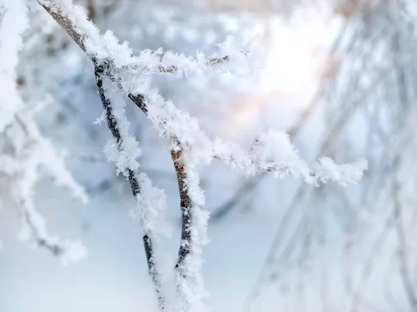 Snowy Branches Magical Sunset Light Magical Natural Background — Stock Photo, Image