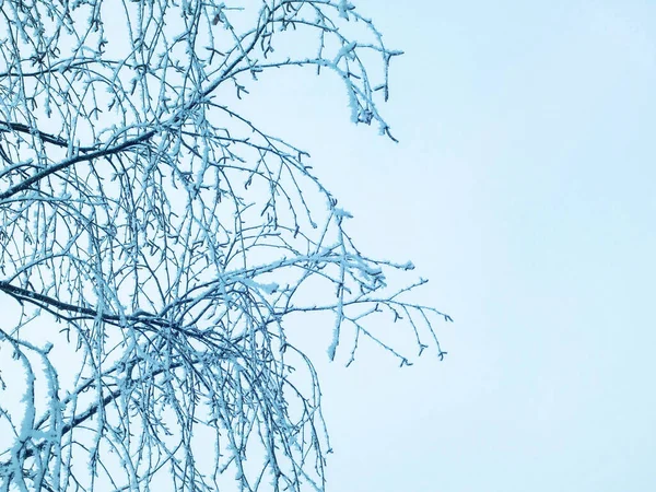 Birch Branches Covered Snow Snow Background — Stock Photo, Image