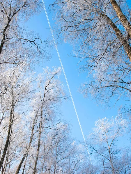 Snow Covered Trees Trace Airplane Blue Sky — Stock Photo, Image