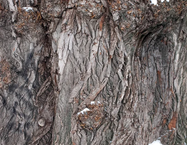 Yaşlı Söğüt Kabuğu Kabuk Dokusu — Stok fotoğraf