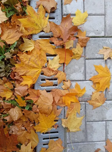 Bright Maple Leaves Clogging Drains Sewer Autumn — Stock Photo, Image