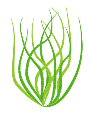 Yeşil akvaryum yosunundan bir çalı.