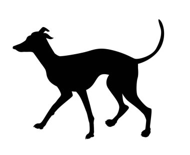 İtalyan tazısı gerçekçi bir köpek silueti. Köpek yürüyor..