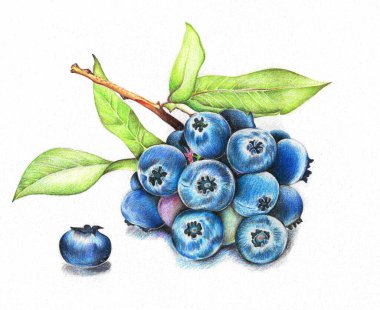 Hand-drawn illustration of blueberry branch. Colored pencils used. Realism. Botanical theme. Idea for posters, postcards, books, etc.