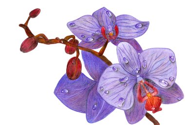 Bir orkide dalının el çizimi. Renkli kalemler kullanıldı. Botanik teması. Gerçekçilik. Posterler, şablonlar, kartpostallar vs. için fikir. 