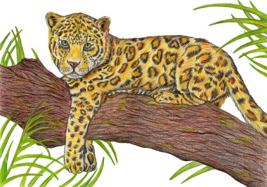   Tropikal yapraklarda dalda yatan bir leopar yavrusunun el çizimi. Gerçekçilik. Renkli kalemler kullanıldı. Tropikal tema. Yazdırma, posterler, kartpostallar vs. için fikir.