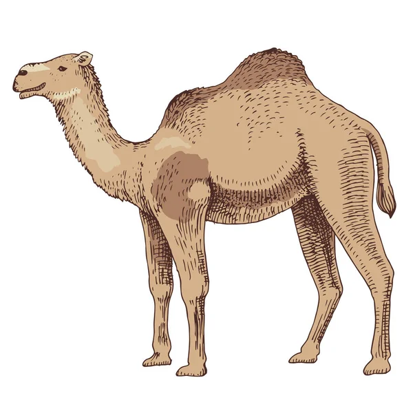 Dromedary Camel no fundo branco. — Vetor de Stock