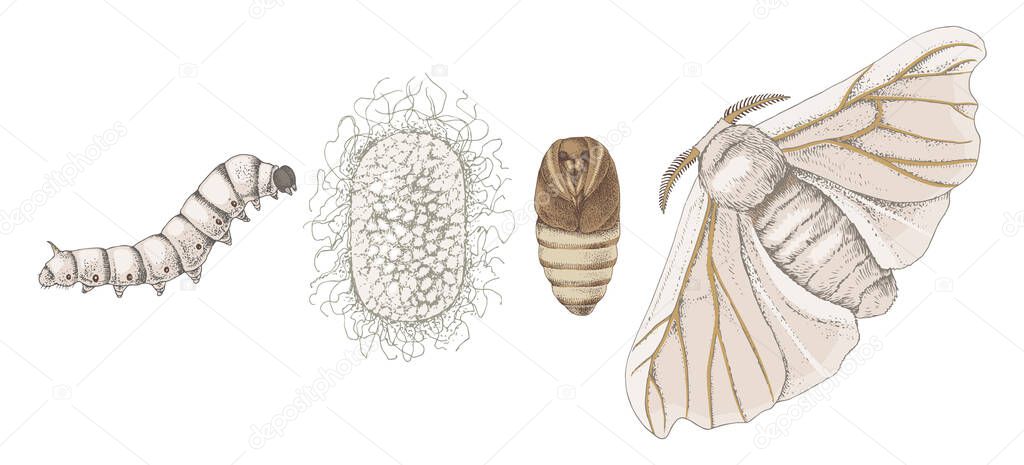 Metamorphosis of the silk moth
