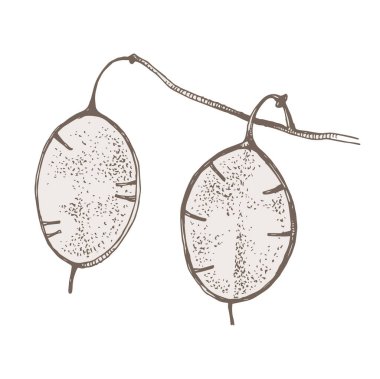 Kurutulmuş para fabrikası. Lunaria annua