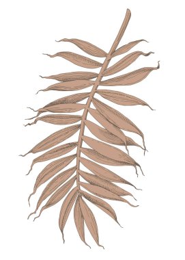 Beyaz arkaplanda kuru palmiye yaprağı izole edildi