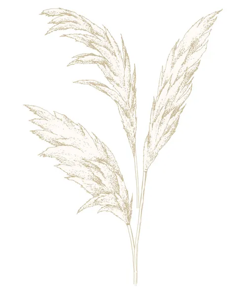 Sucha trawa pampas, elementy jesiennego designu — Wektor stockowy