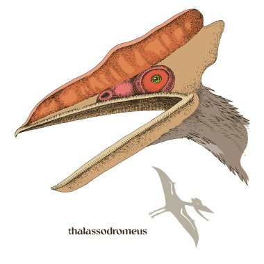 El çizimi gerçekçi Pterosaur Thalassodromeus
