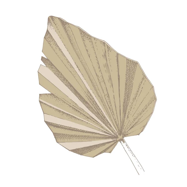 Folha de palmeira seca isolada sobre fundo branco — Vetor de Stock