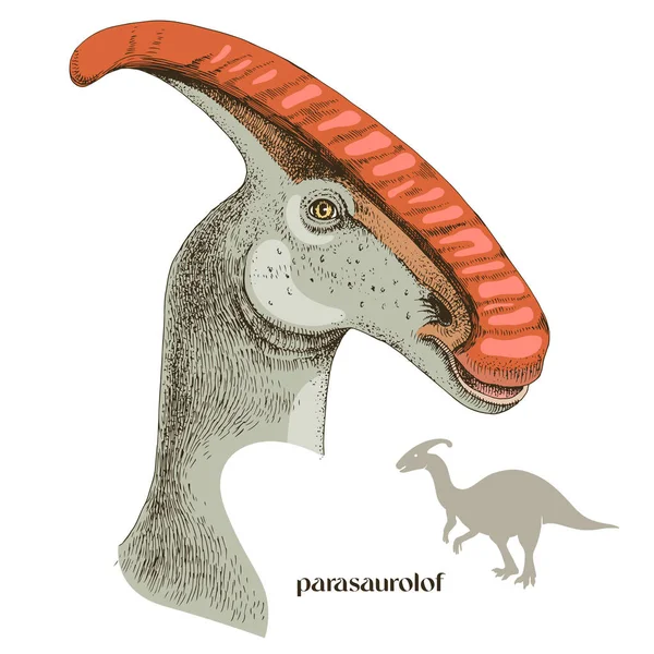 Hand drawn realistic dinosaurus Parasaurolof — Stock Vector