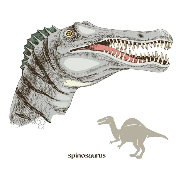 Hand drawn realistic dinosaurus Spinosaurus — Stock Vector