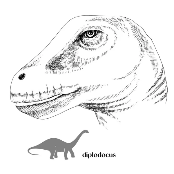 มือวาดไดโนเสาร์จริง Diplodocus — ภาพเวกเตอร์สต็อก