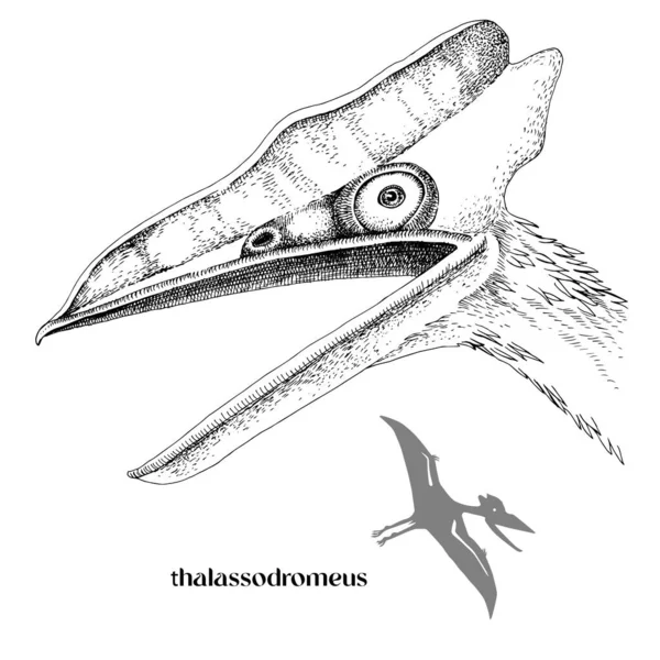 Pterosaurio realista dibujado a mano Thalassodromeus — Vector de stock