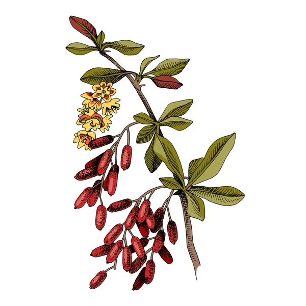 Hand drawn barberry with berries and blossoms — Stock vektor