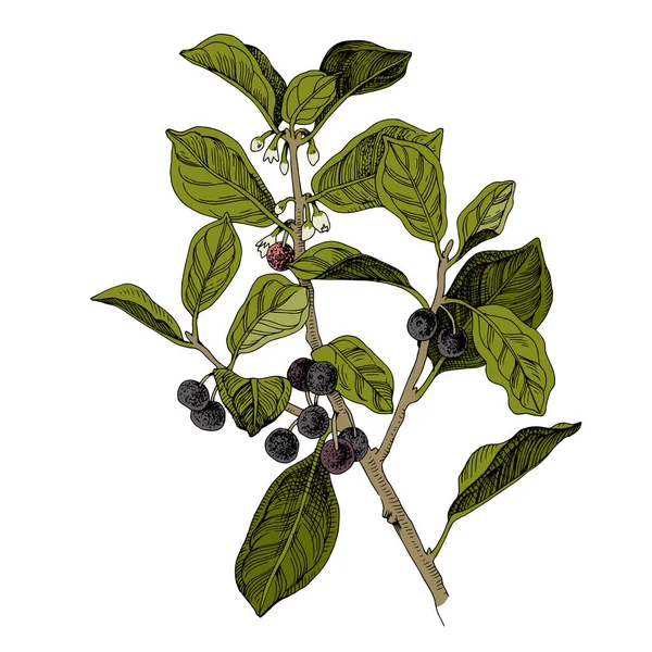Hand drawn buckthorn with berries and blossoms — Stock vektor