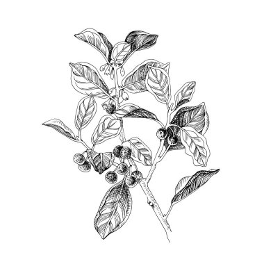 Böğürtlen ve çiçeklerle çizilmiş karabatak.