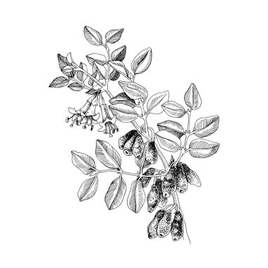 Böğürtlenli ve çiçekli hanımeli