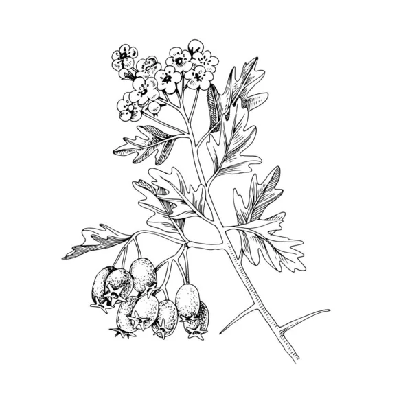 Hand drawn hawthorn with berries and blossoms — Stock vektor