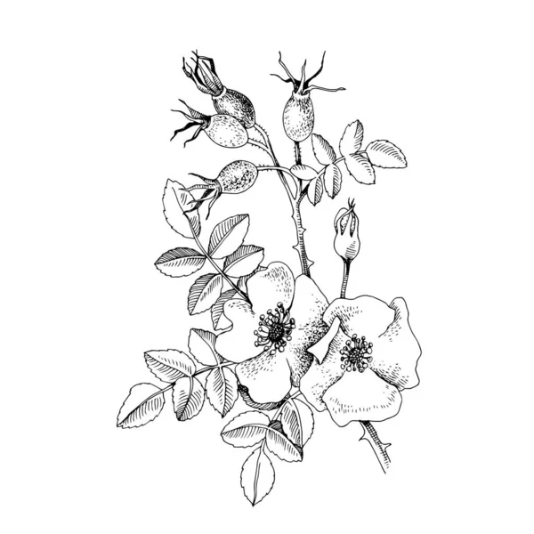 Handgezeichnete Hagebutte mit Beeren und Blumen — Stockvektor