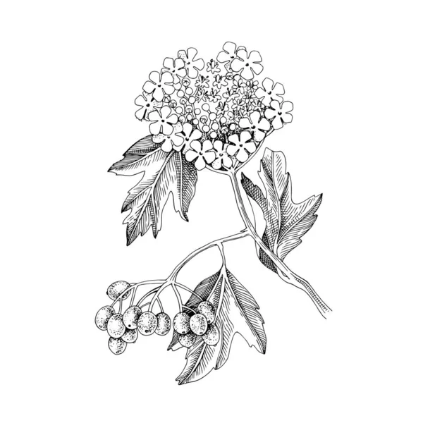 Handgezeichnetes Viburnum mit Beeren und Blüten — Stockvektor