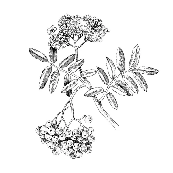 Rowan dessiné à la main avec des baies rouges et des fleurs — Image vectorielle