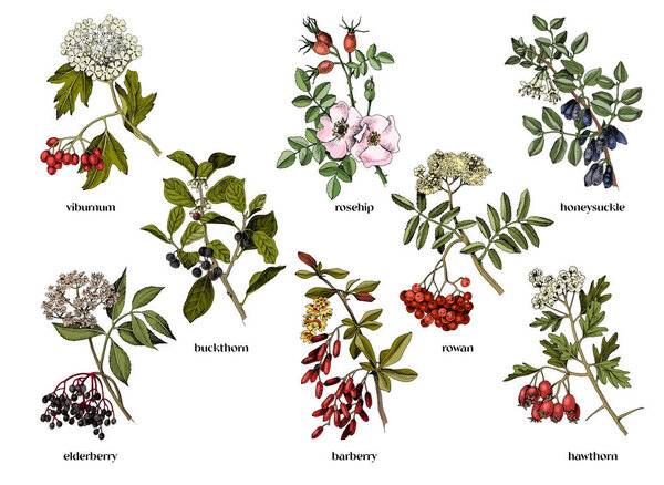 Hand drawn medicinal shrubs with berrys