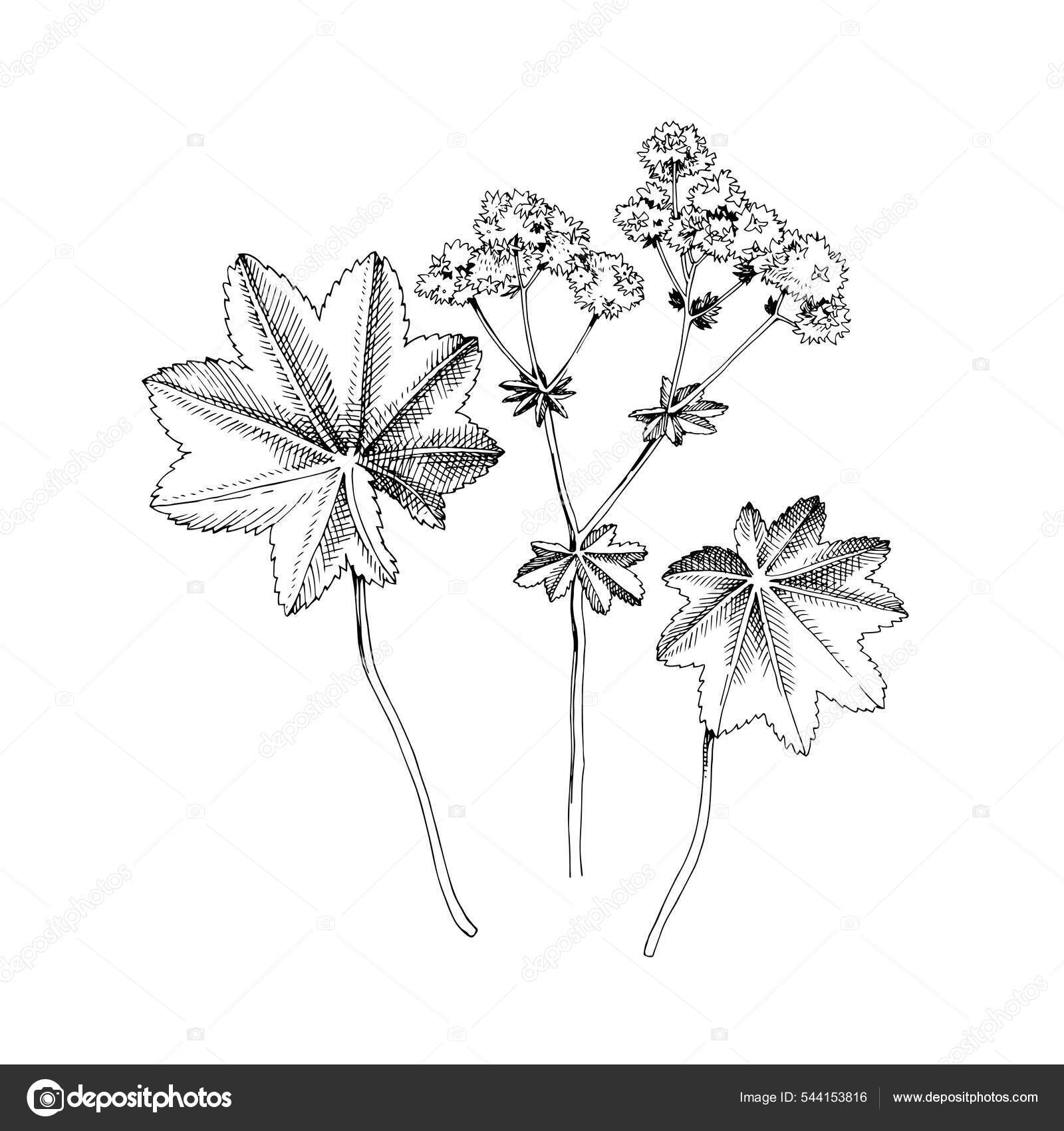 Handdrawn Ladys mantle. Medicinal herb Stock Vector Image by ©mart_m