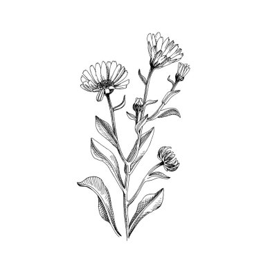 El çizimi Calendula. Şifalı bitki.