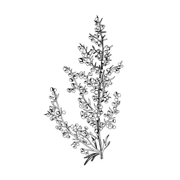 Sagebrush dibujado a mano. Hierba medicinal — Vector de stock