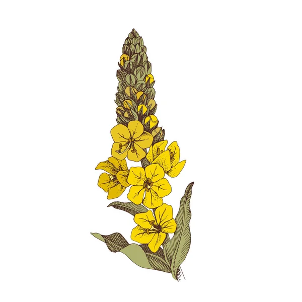 Hand-drawn Densely flowered mullien. Healing herb — Stock Vector