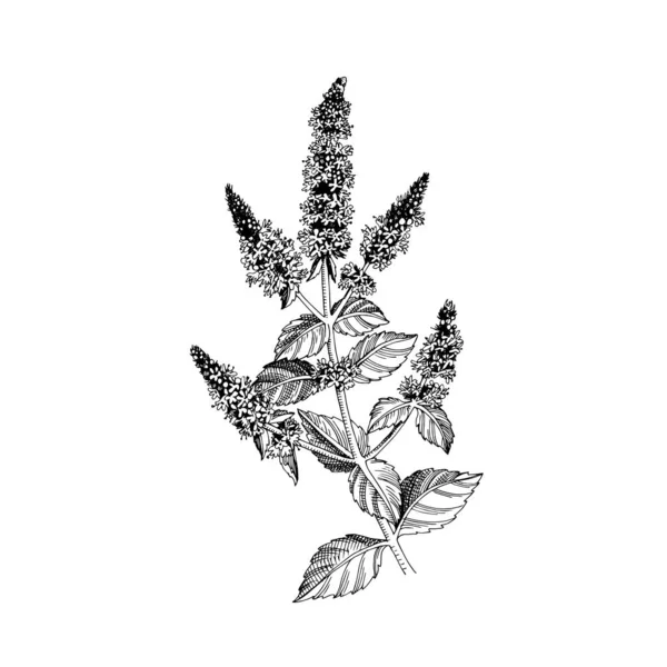Hand-drawn Brandy mint. Medicinal herb — Stock Vector