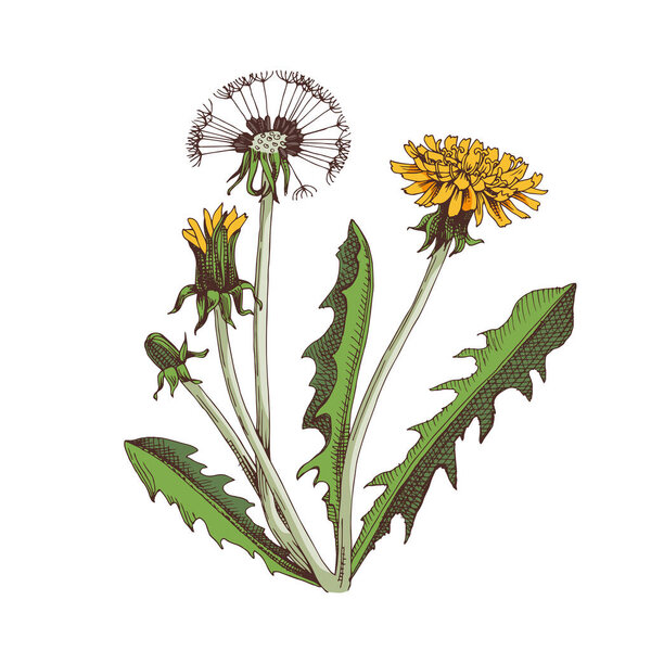 Hand drawn Dandelion. Medicinal herb