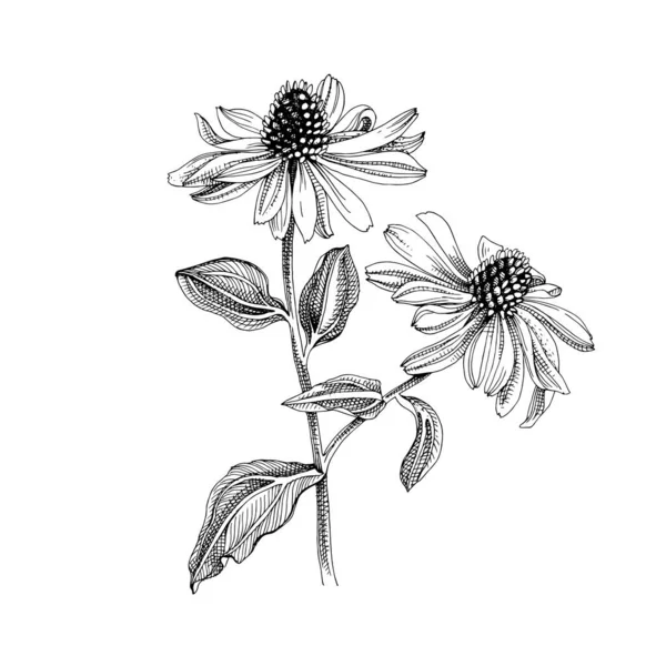 Hand-drawn Purple echinacea. Medicinal herb — Stock Vector