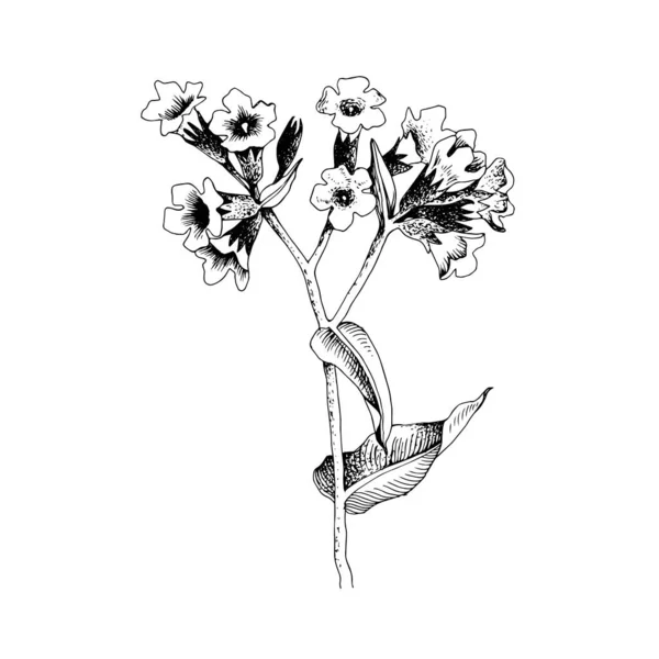 Hand-drawn Common lungwort. Medicinal herb Royalty Free Stock Vectors