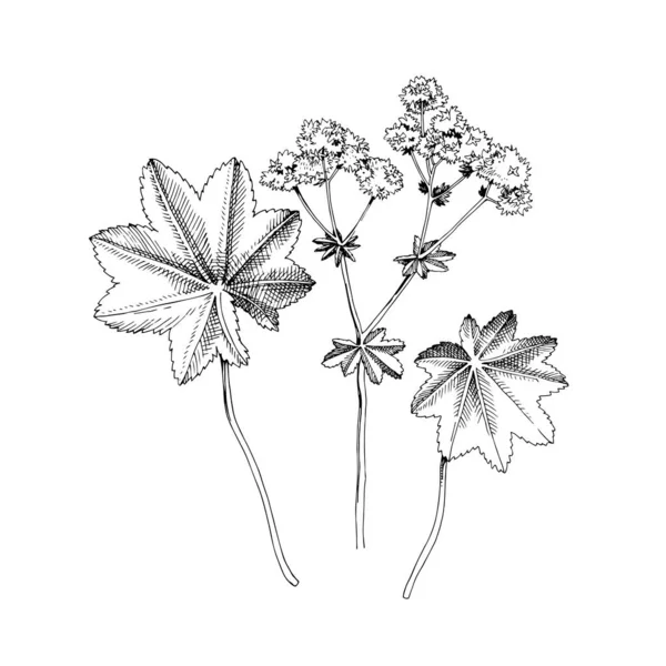 Hand-drawn Ladys mantle. Medicinal herb Stock Vector